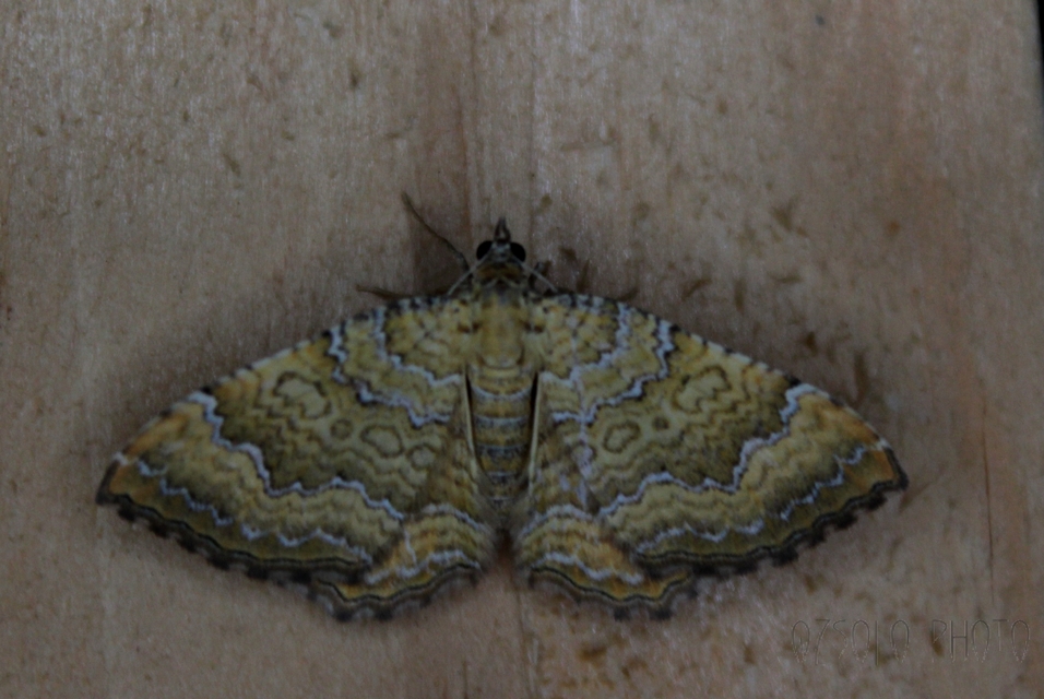 Camptogramma bilineata - kétvonalas sávosaraszoló