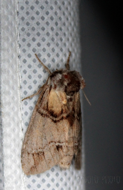 Drymonia velitaris - hegyi púposszövő