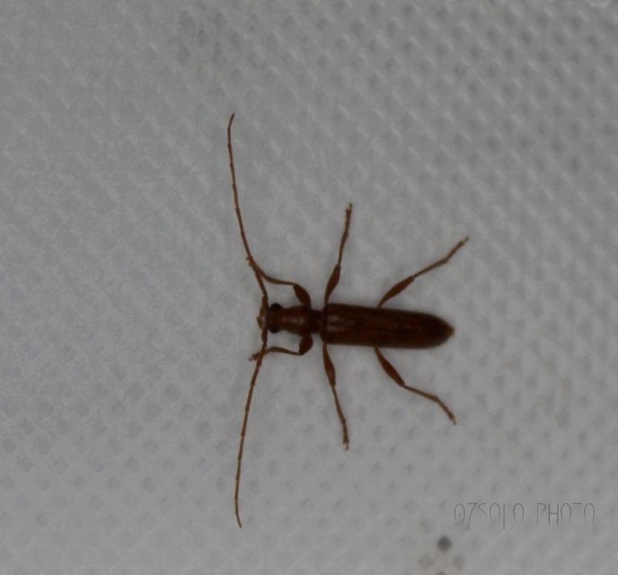 Axinopalpis gracilis - kecses selymescincér