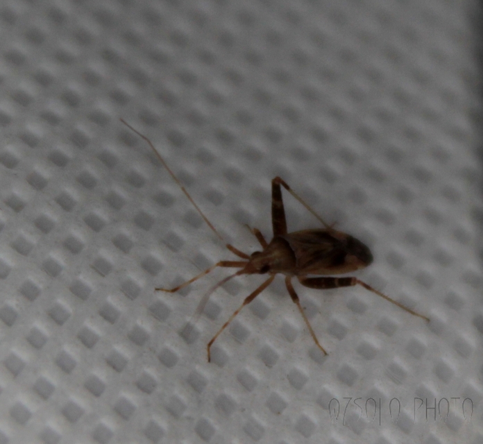 Phytocoris