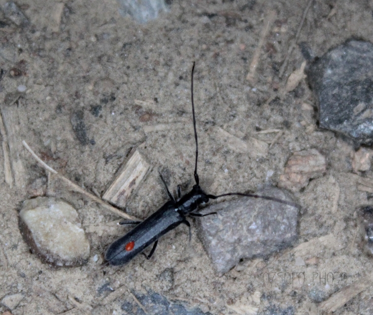 Stenostola dubia - fémes hársfacincér