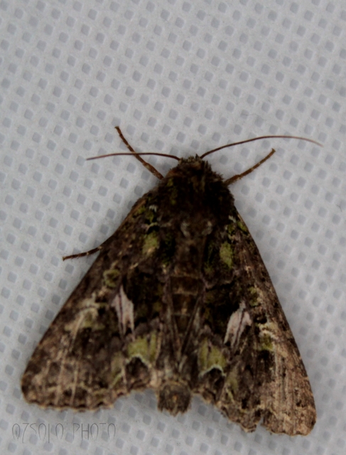 Trachea atriplicis - nyári zöldbagoly