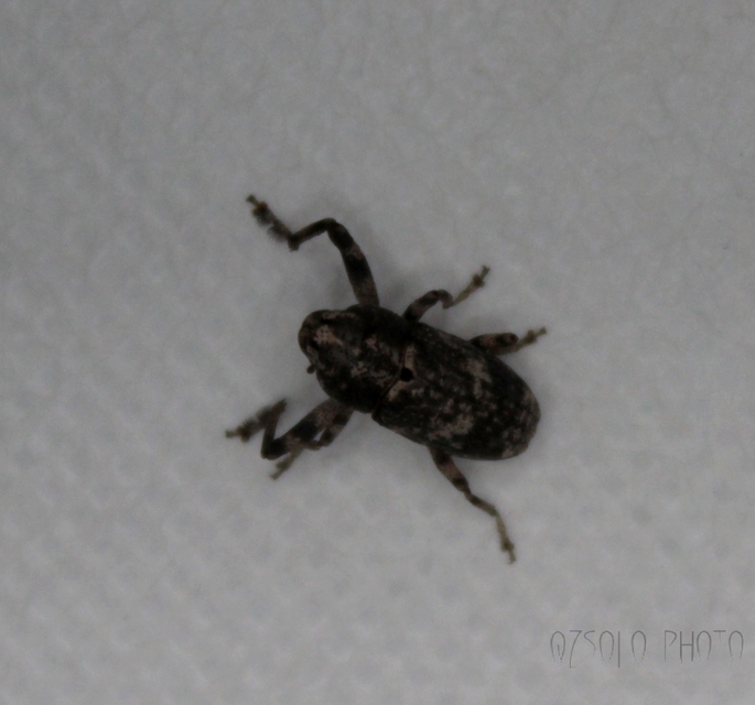 Gasterocercus depressirostris - laposorrú ormányos