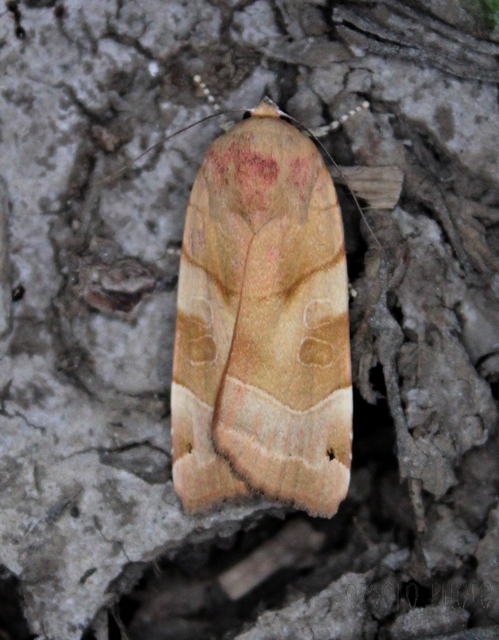 Noctua fimbriata - szélessávú sárgafűbagoly