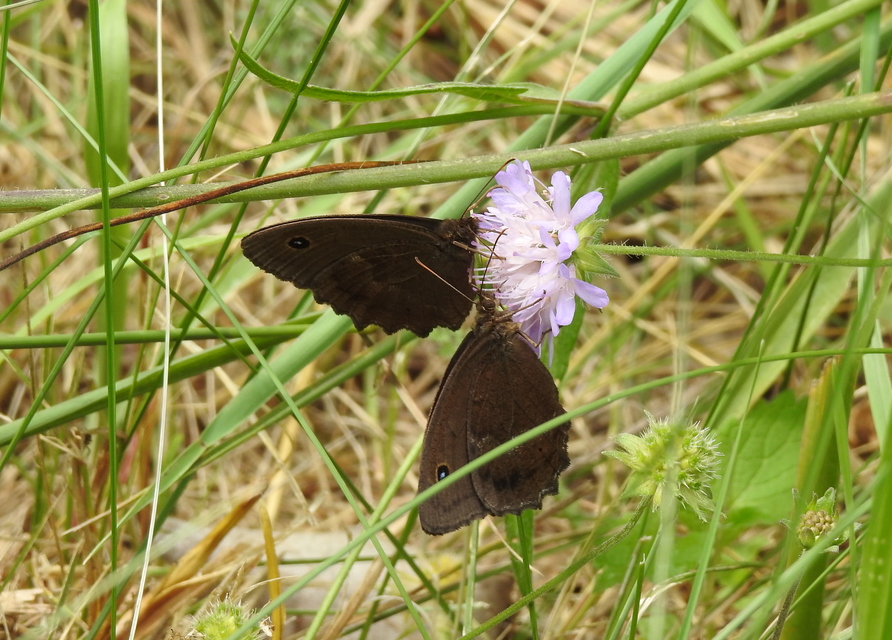 Minois dryas - fekete szemeslepke