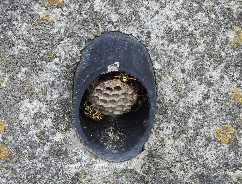 Polistes dominulus - déli papírdarázs