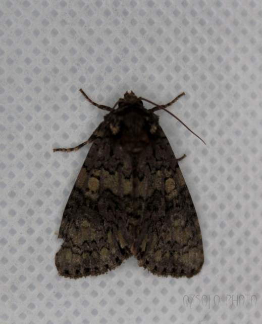 Craniophora ligustri - fagyalbagoly