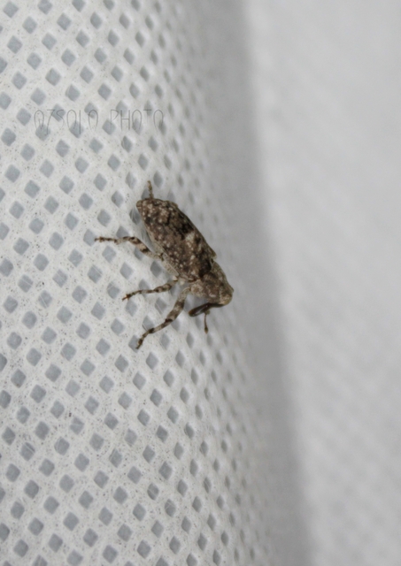 Gasterocercus depressirostris - laposorrú ormányos
