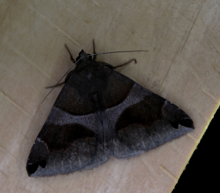 Dysgonia algira - déli porcelánbagoly