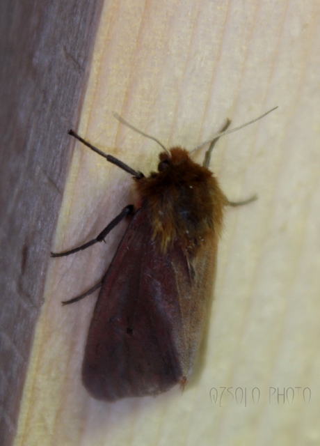 Phragmatobia fuliginosa - füstös medvelepke
