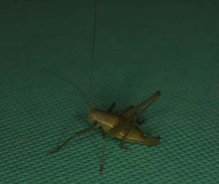 Leptophyes boscii - sárgászöld virágszöcske