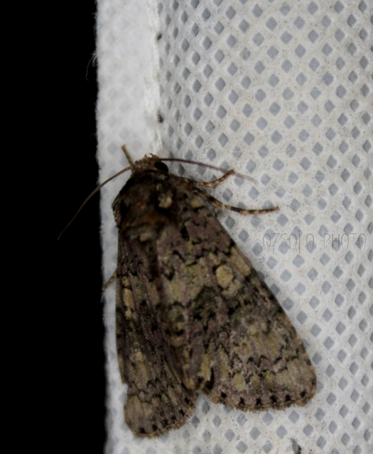 Craniophora ligustri - fagyalbagoly