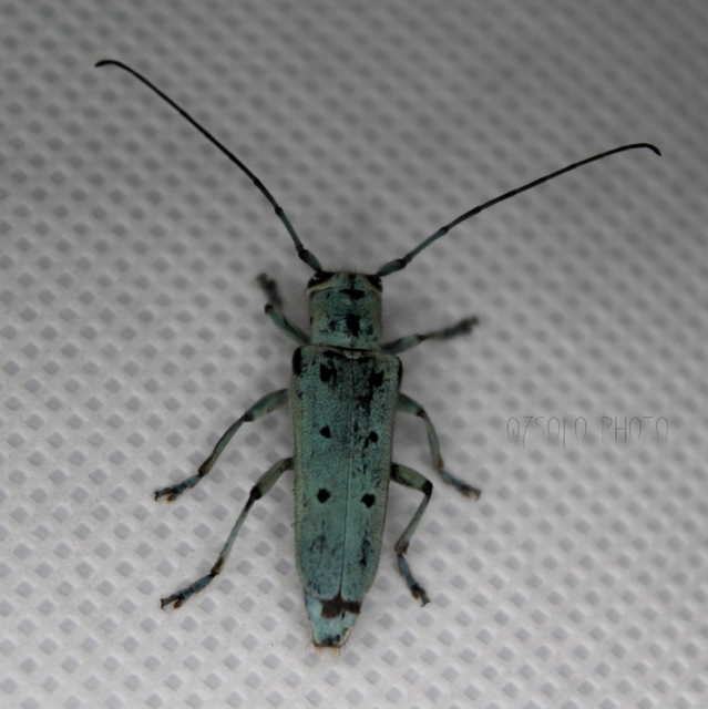 Saperda octopunctata - nyolcpontos cincér