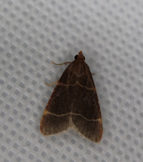 Hypsopygia glaucinalis - rezes fényilonca
