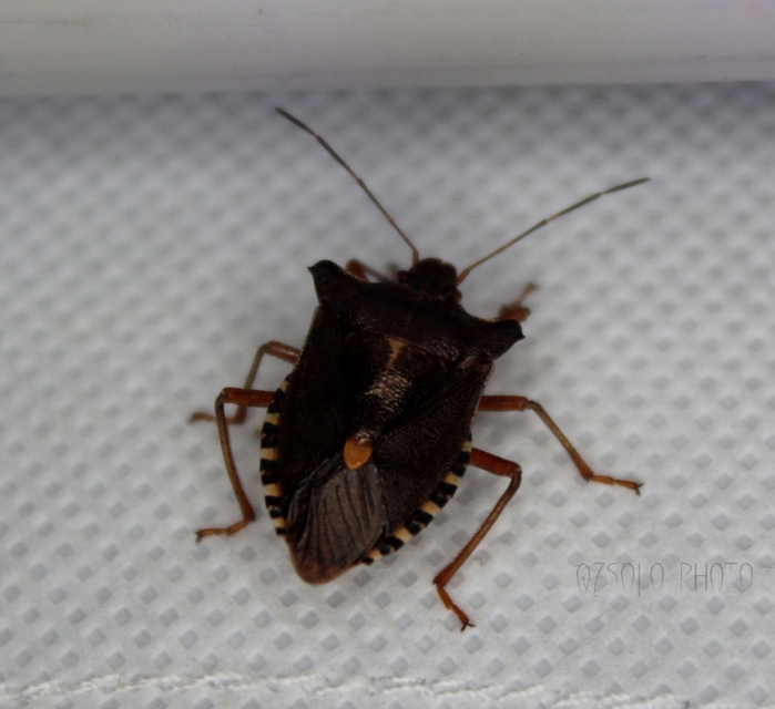 Pentatoma rufipes - vöröslábú címerespoloska Pentatoma rufipes - vöröslábú címerespoloska