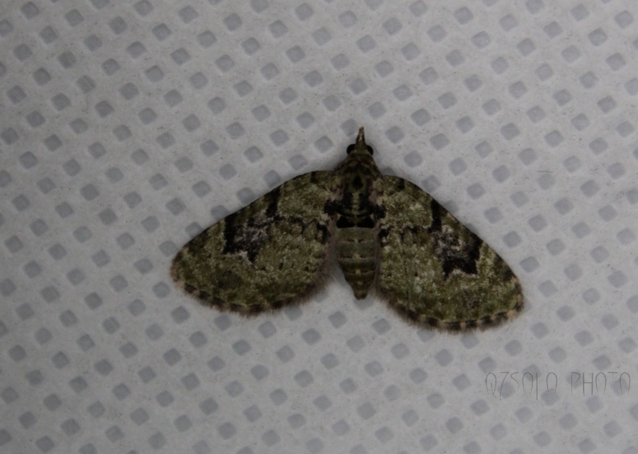 Chloroclystis v-ata - zöldes törpearaszoló