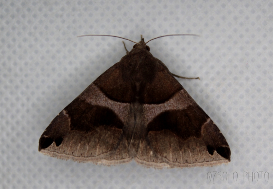 Dysgonia algira - déli porcelánbagoly