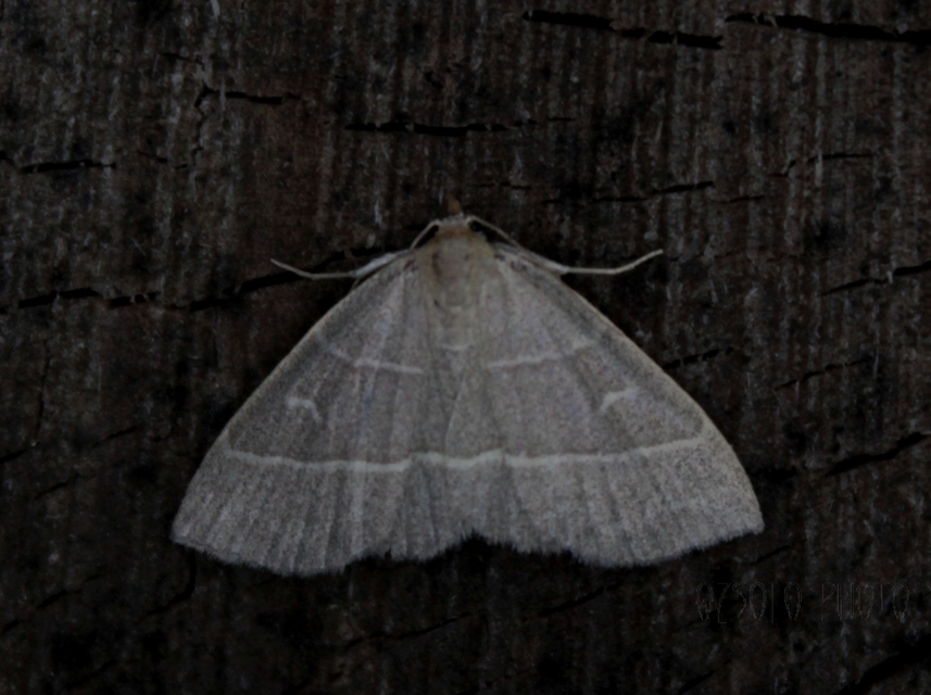Trisateles emortualis - sárgacsíkos karcsúbagoly