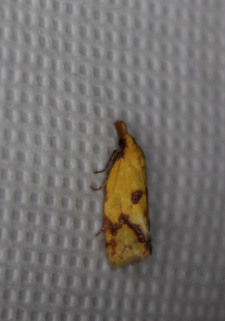 Agapeta hamana - közönséges sárgamoly