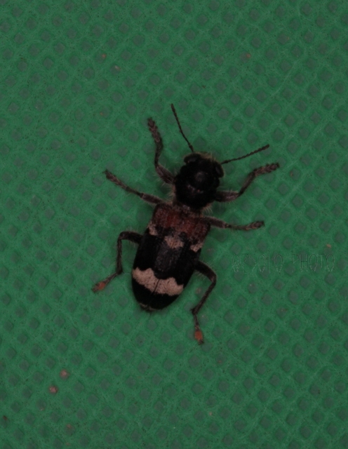 Clerus mutillarius - feketenyakú szúfarkas