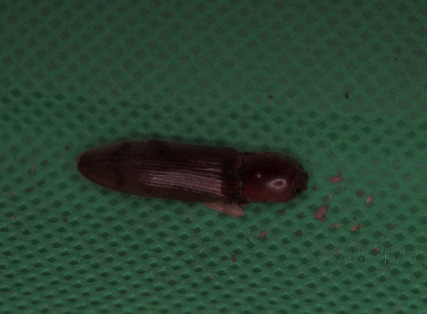 Stenagostus rhombeus - rombusznyakú pattanó