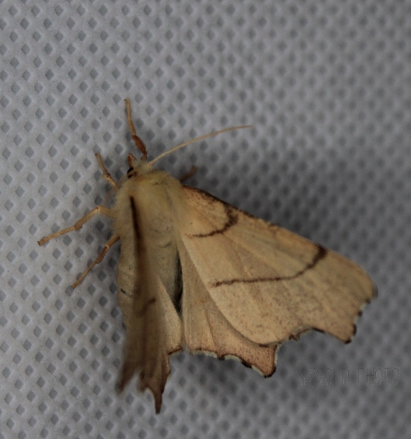 Ennomos erosaria - hársfa-levélaraszoló