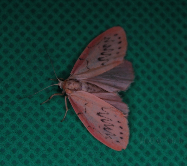 Miltochrista miniata - piros medvelepke