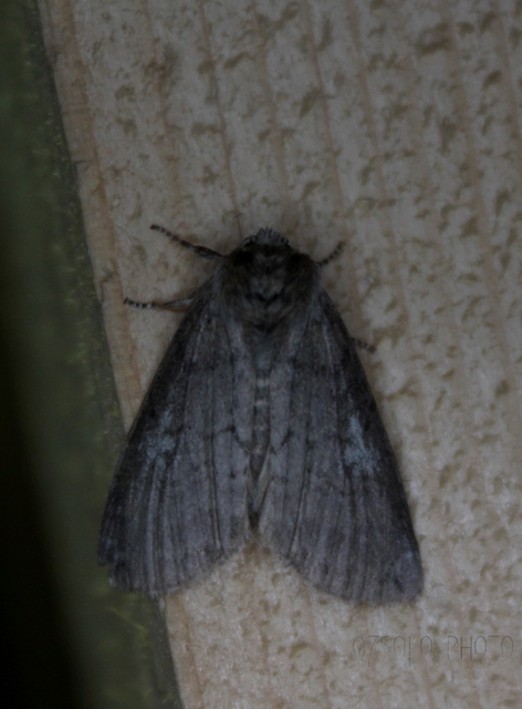 Tethea or - bélyeges pihésszövő