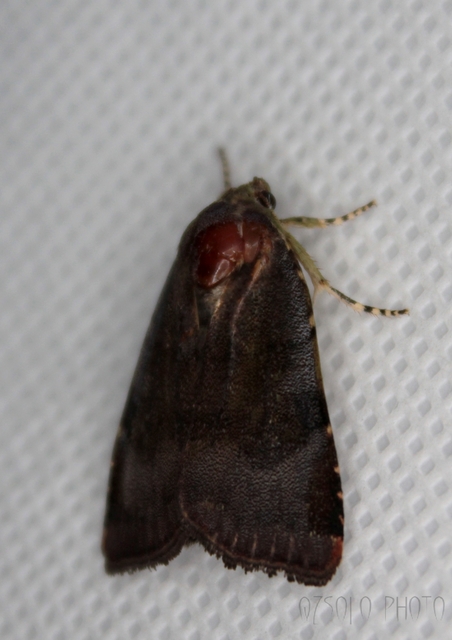 Noctua janthina - tarka sárgafűbagoly