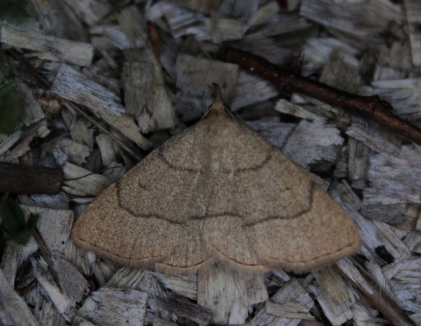 Paracolax tristalis - sárgás karcsúbagoly