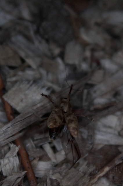 Curculio