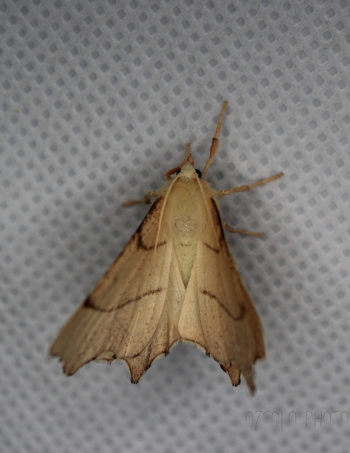 Ennomos erosaria - hársfa-levélaraszoló