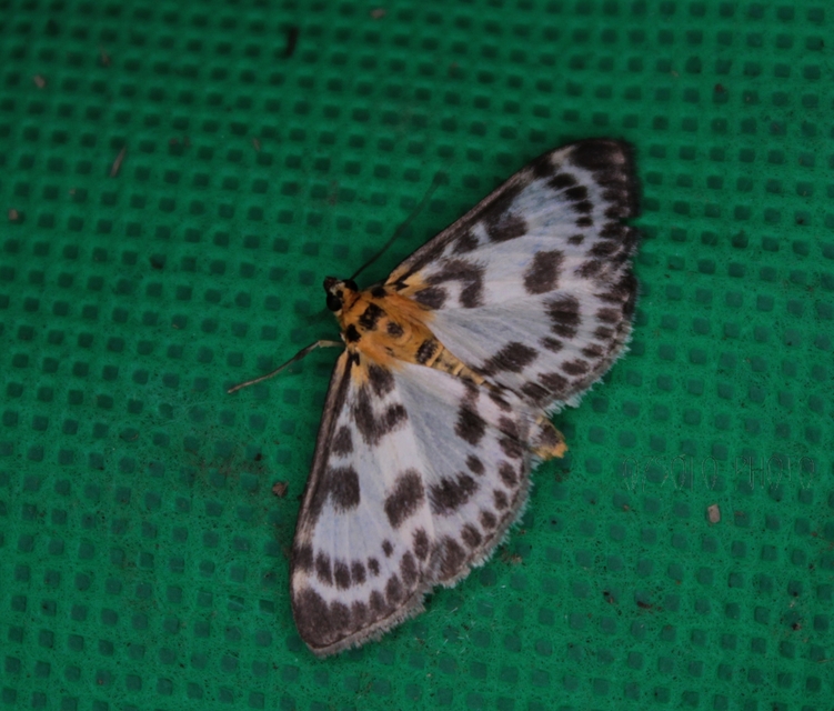 Anania hortulata - tarka csalánmoly