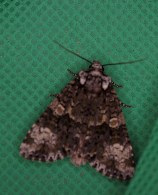 Craniophora ligustri - fagyalbagoly