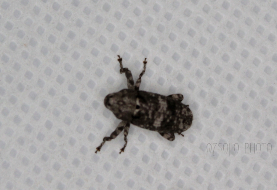 Gasterocercus depressirostris - laposorrú ormányos