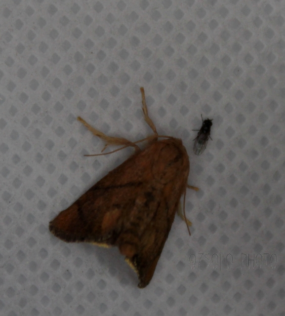 Apoda limacodes - kagylólepke
