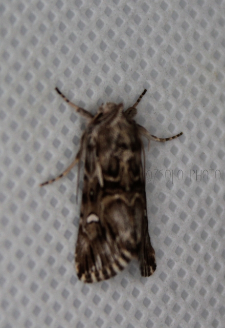 Calophasia lunula - gyújtoványfű-apróbagoly