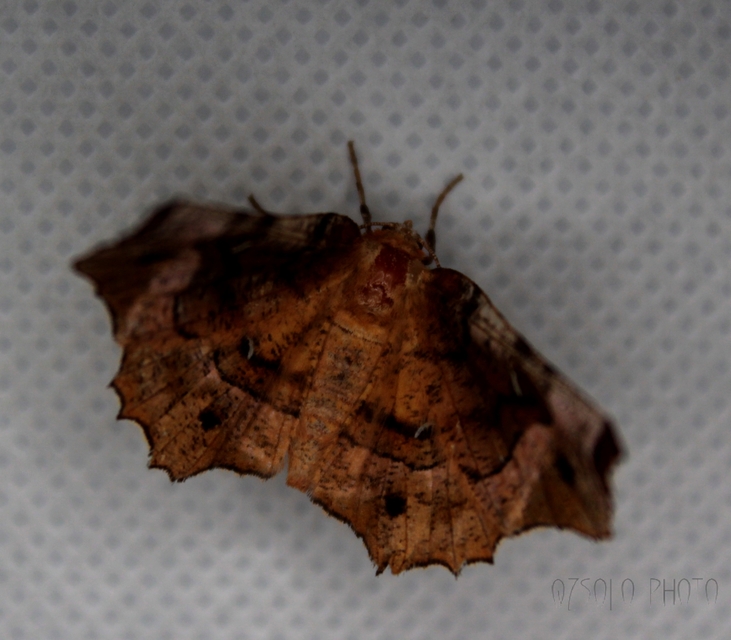 Selenia tetralunaria - négyfoltos holdasaraszoló
