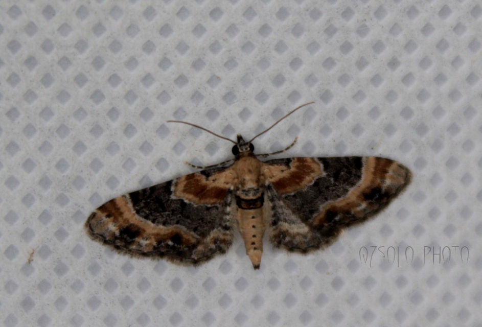 Eupithecia linariata - vonalas törpearaszoló