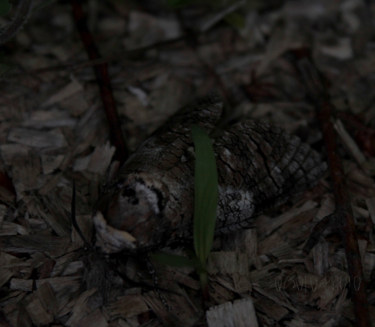 Cossus cossus - fűzfarontólepke