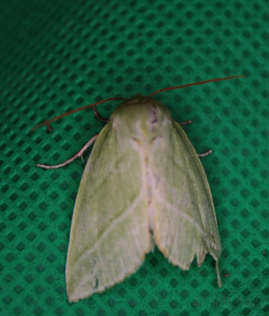 Pseudoips prasinana - bükkfa-zöldbagoly