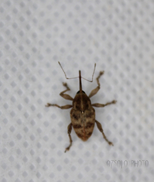Curculio