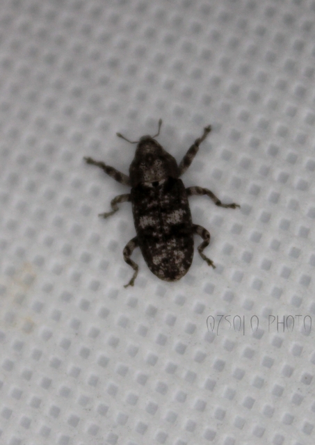 Gasterocercus depressirostris - laposorrú ormányos