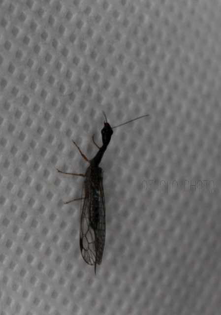 Raphidioptera - Tevenyakú-fátyolkák