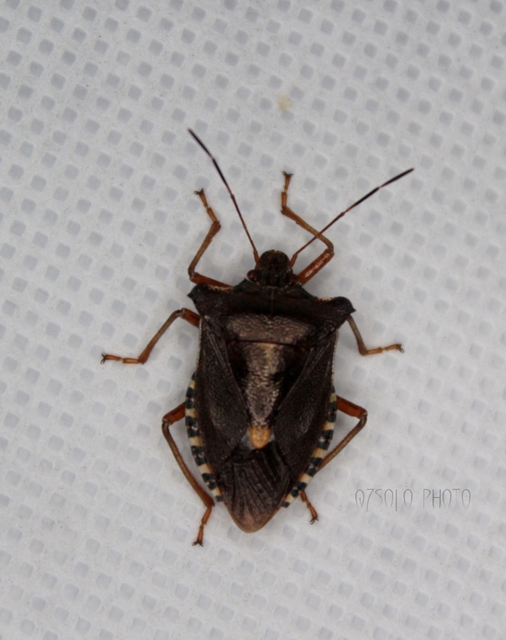 Pentatoma rufipes - vöröslábú címerespoloska Pentatoma rufipes - vöröslábú címerespoloska