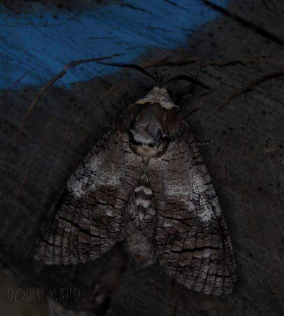 Cossus cossus - fűzfarontólepke
