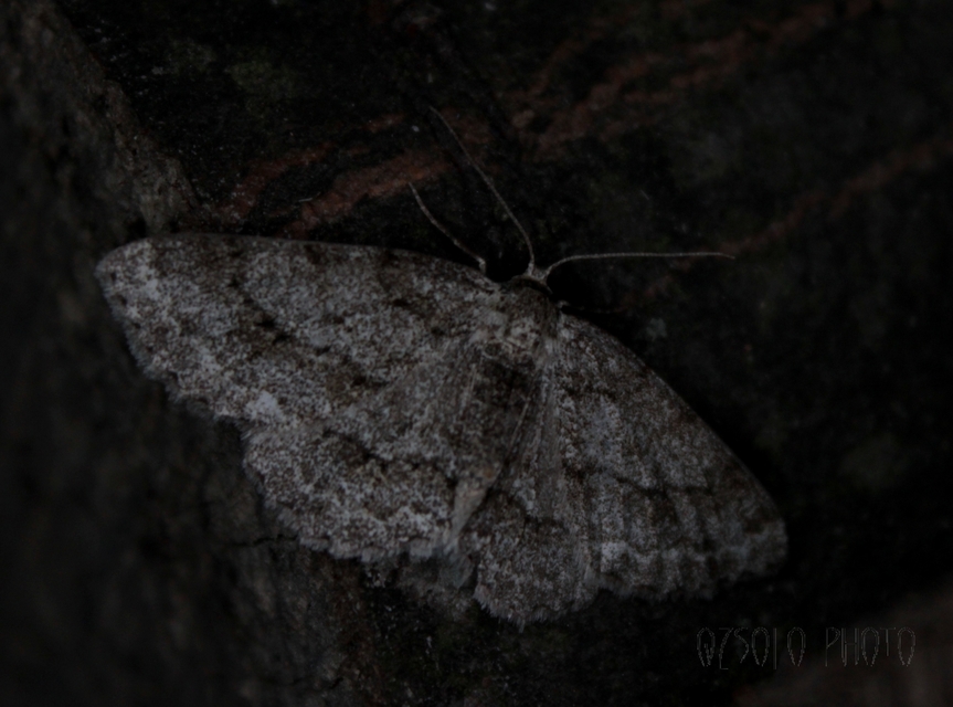 Ectropis crepuscularia - avararaszoló