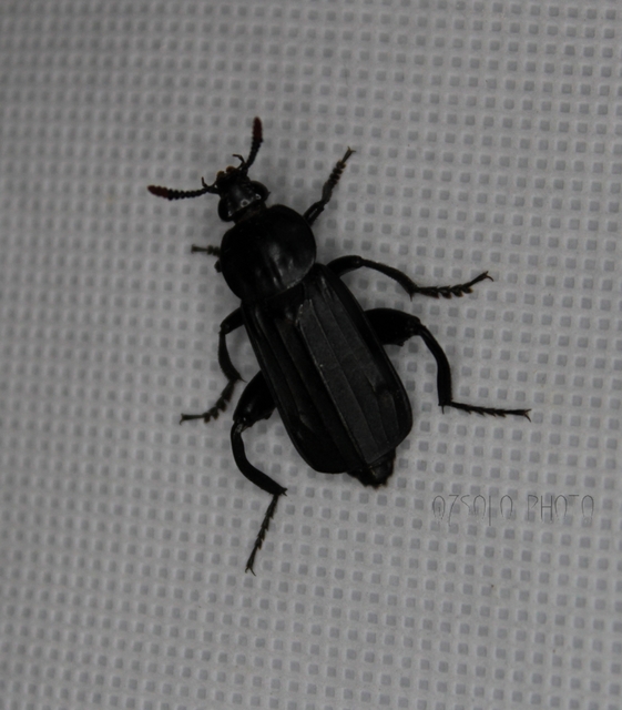 Necrodes littoralis - nagy dögbogár