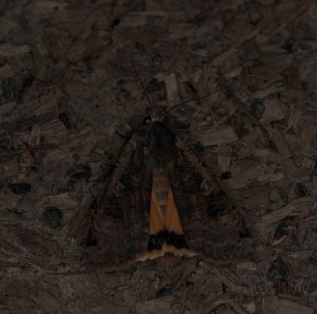 Noctua pronuba - nagy sárgafűbagoly