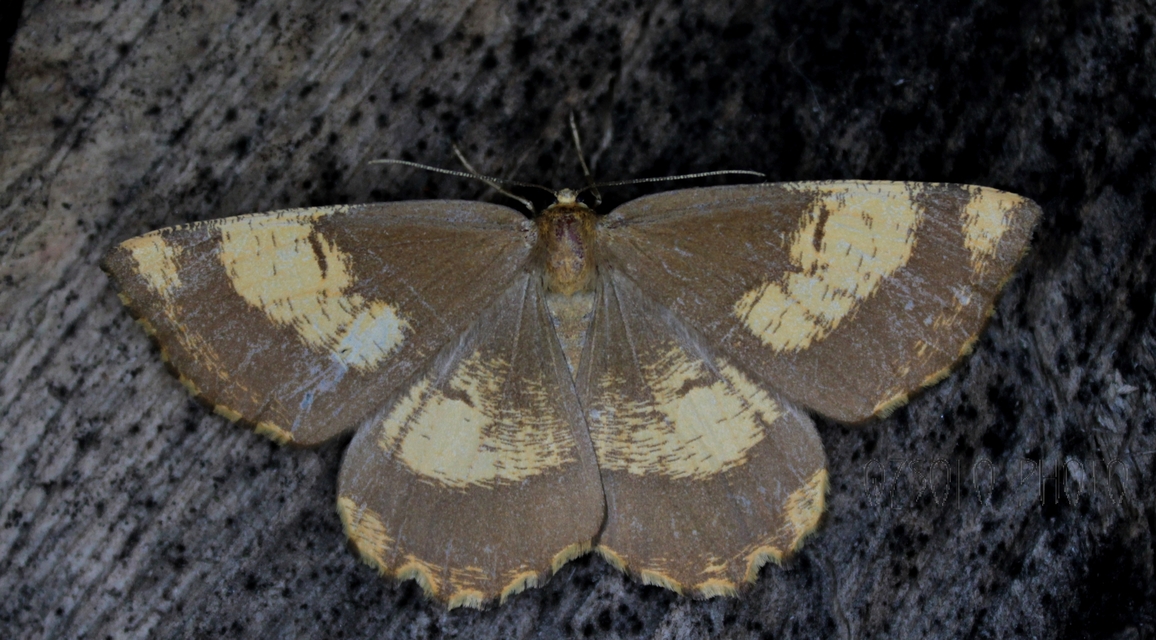 Angerona prunaria - sárga kökényaraszoló